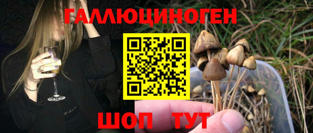 закладки  Вход с VPN  Георгиевск  Галлюциногенные грибы Psilocybine cubensis 